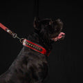 BALTEUS Red Leather Collar for Large & Powerful Dogs