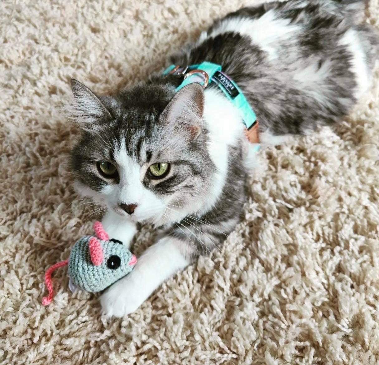 Sky Step-In Pet Harness & Leash Set